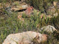 Cheilanthes contracta