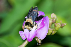 Centris flavofasciata