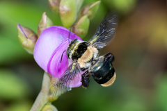 Centris flavofasciata