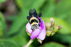 Centris flavofasciata