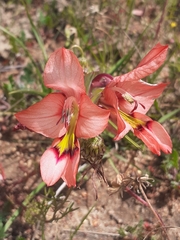 Gladiolus meliusculus