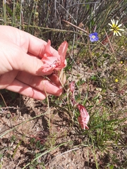 Gladiolus meliusculus