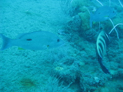 Lutjanus monostigma