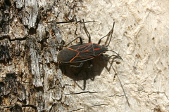 Boisea rubrolineata