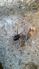 Steatoda grossa