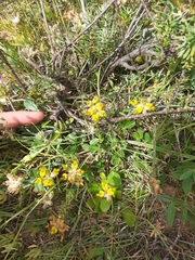 Lotononis rostrata rostrata