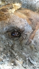 Steatoda grossa