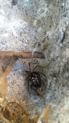 Steatoda grossa