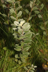 Salix repens
