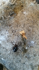 Steatoda grossa