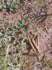 Indigofera procumbens