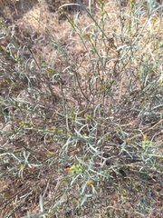 Stillingia linearifolia