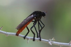 Archilestris magnificus