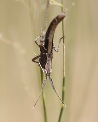 Acantherus piperatus