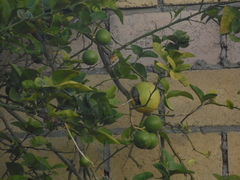 Cynanthus latirostris