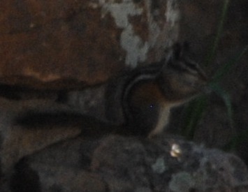 Neotamias quadrivittatus