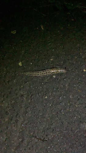 Leopard Slug