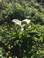 Zantedeschia
