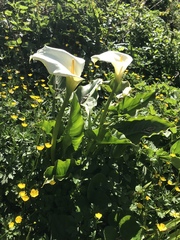 Zantedeschia