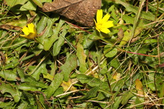 Leontodon saxatilis saxatilis