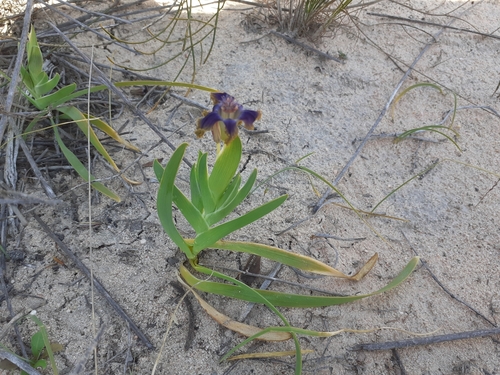 Ferraria uncinata