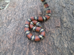 Lampropeltis gentilis