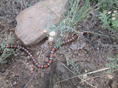 Lampropeltis gentilis