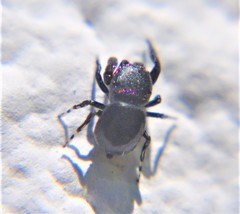 Sassacus alboguttatus