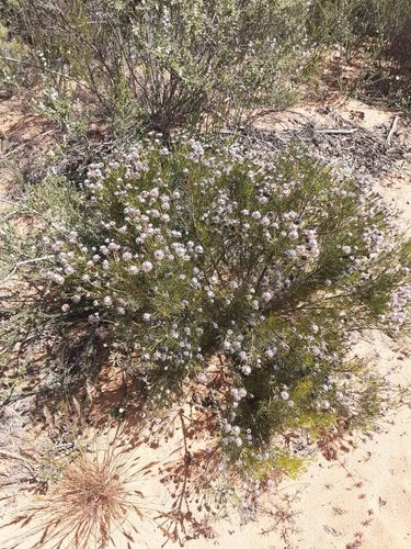 Image of Serruria fucifolia by (c) Brian du Preez, some rights reserved (CC BY-SA)
