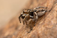 Habronattus cockerelli