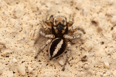 Habronattus cockerelli