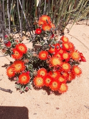 Lampranthus coccineus