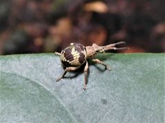 Bryochaeta lavabrei