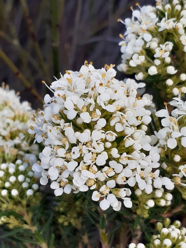 Image of Agathosma bisulca by (c) Brian du Preez, some rights reserved (CC BY-SA)