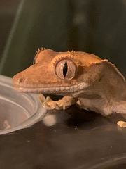 Correlophus ciliatus