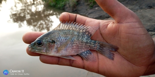 Blue-spotted Tilapia