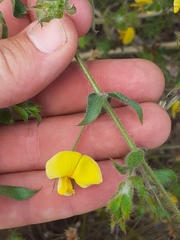 Aspalathus latifolia