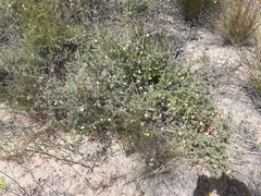 Aspalathus latifolia