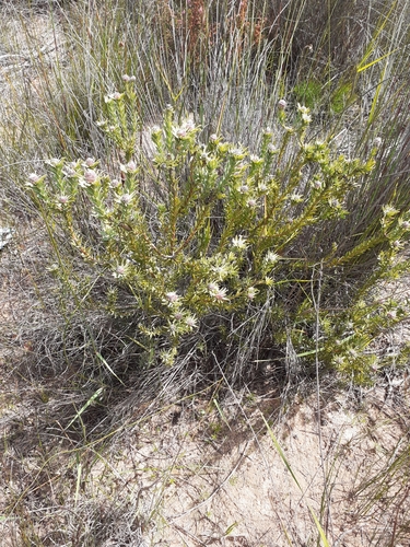 Image of Leucadendron foedum by (c) Brian du Preez, some rights reserved (CC BY-SA)
