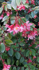 Begonia fuchsioides