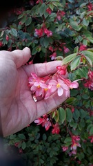 Begonia fuchsioides