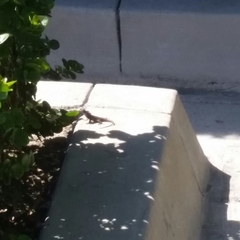 Sceloporus occidentalis