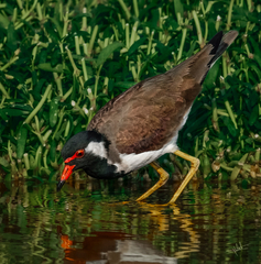 Vanellus indicus