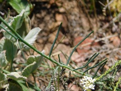 Lebeckia pauciflora