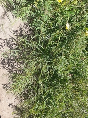 Indigofera psoraloides