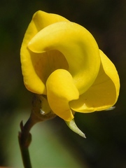 Lebeckia pauciflora