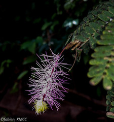 Dichrostachys arborescens