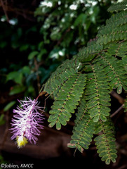 Dichrostachys arborescens