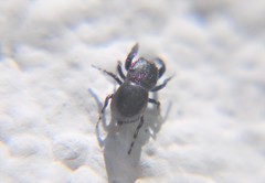 Sassacus alboguttatus