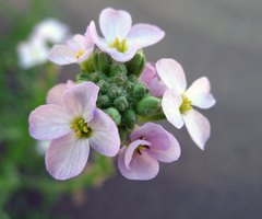 Cakile maritima euxina